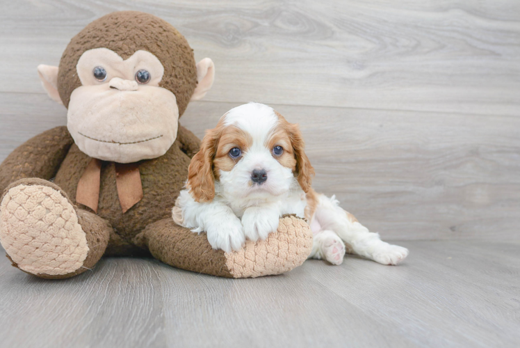 Cute Cavalier King Charles Spaniel Purebred Puppy