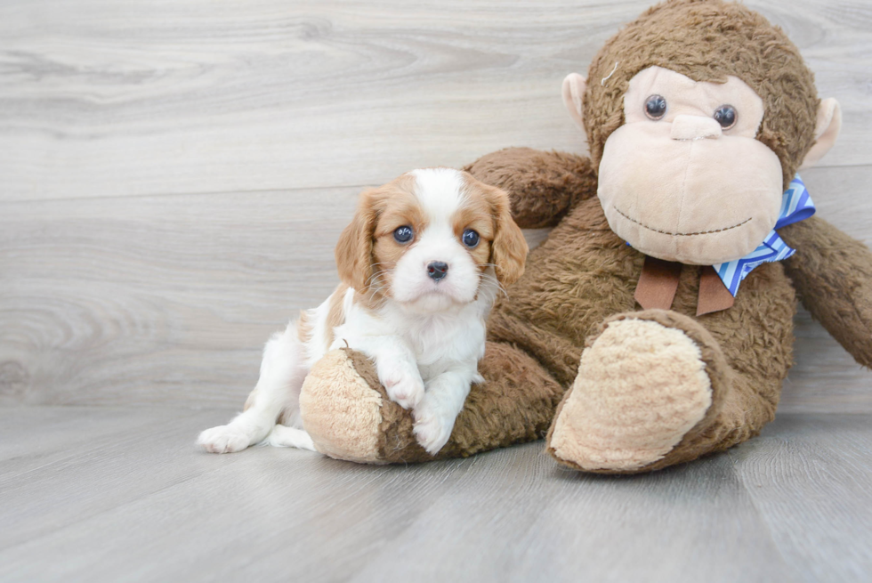 Cavalier King Charles Spaniel Pup Being Cute