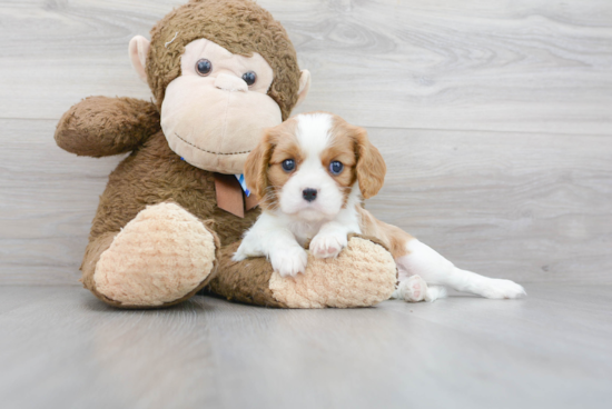 Small Cavalier King Charles Spaniel Baby