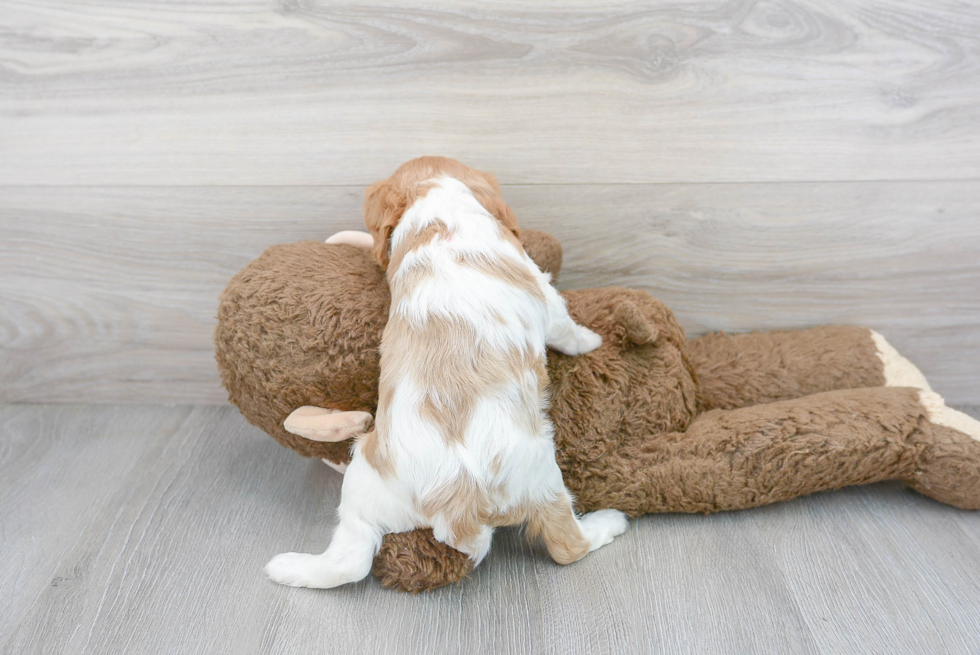 Cavalier King Charles Spaniel Pup Being Cute