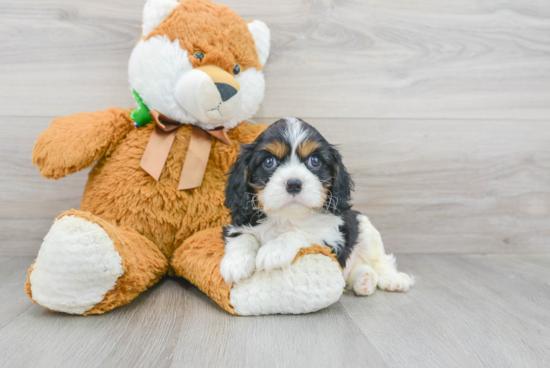 Hypoallergenic Cavalier King Charles Spaniel Purebred Pup