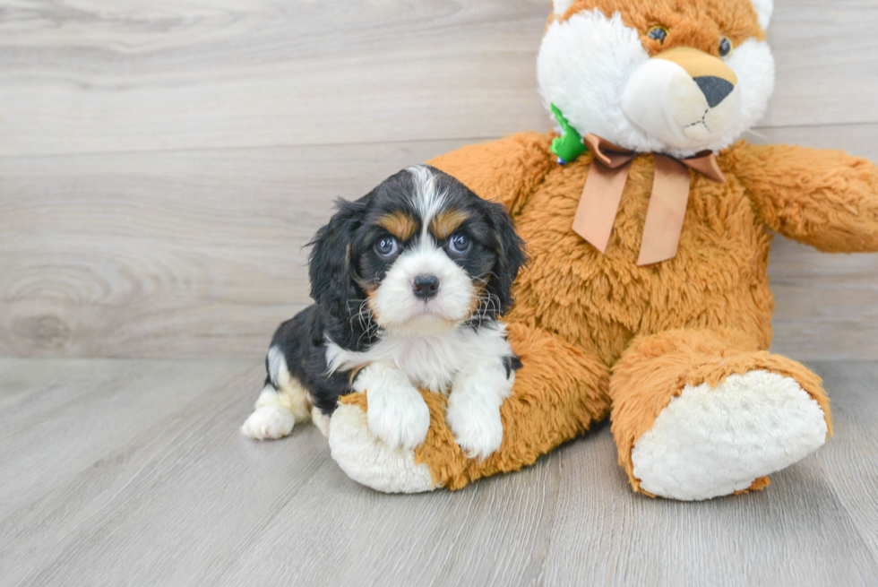 Best Cavalier King Charles Spaniel Baby