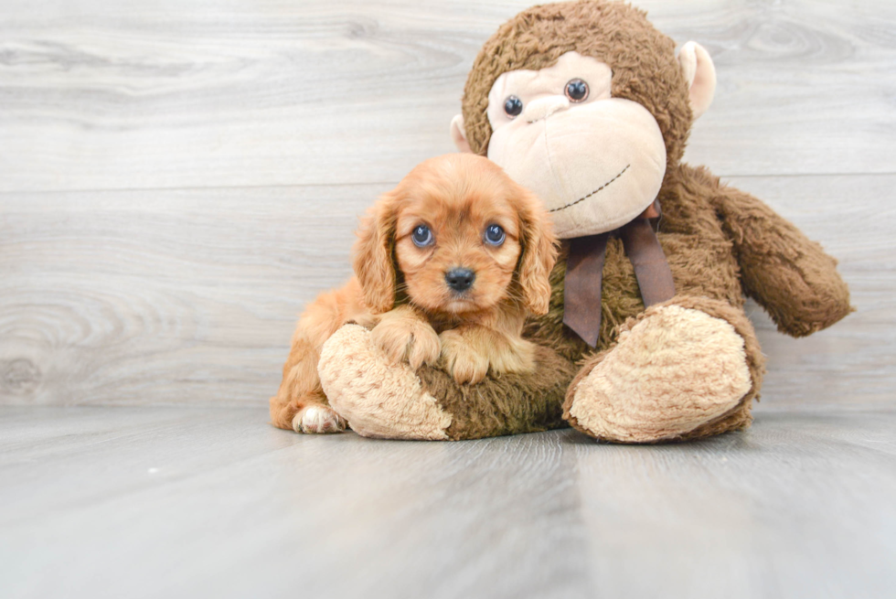 Best Cavalier King Charles Spaniel Baby