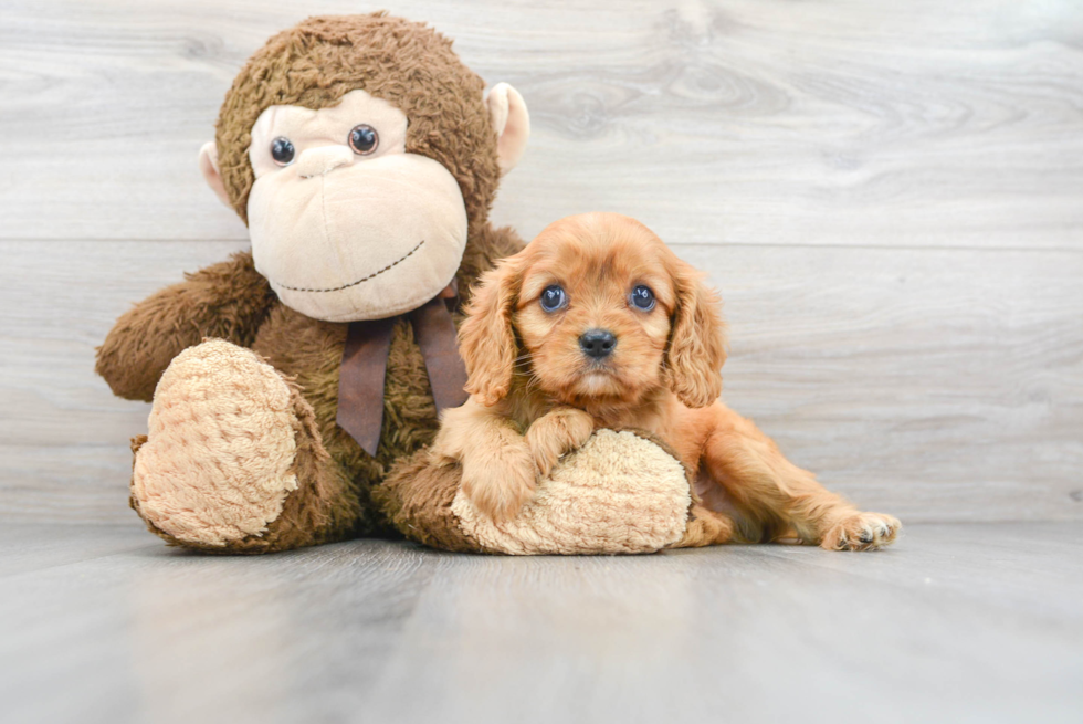 Funny Cavalier King Charles Spaniel Purebred Pup