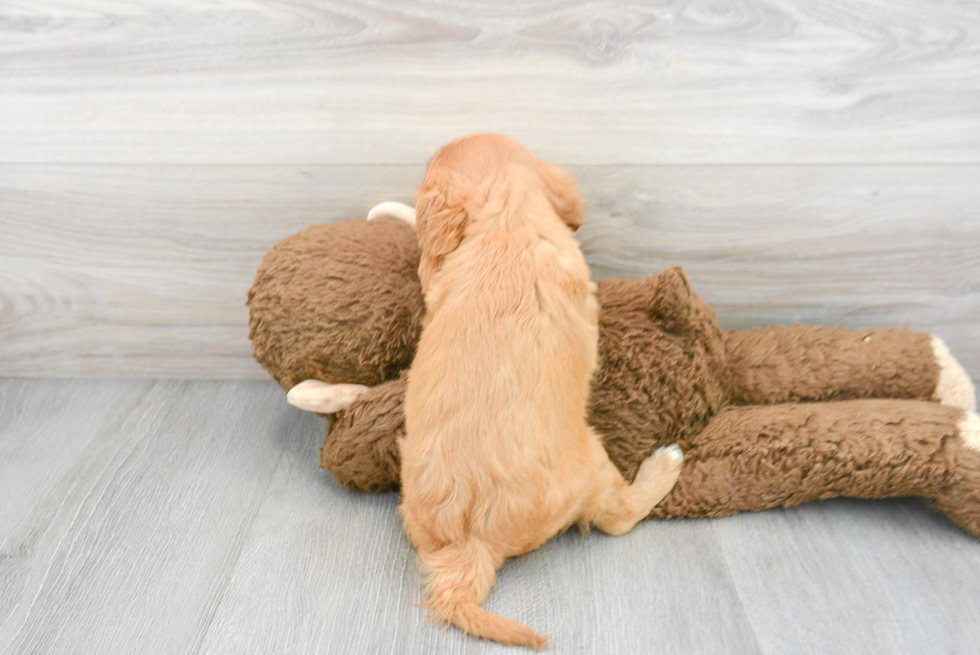 Popular Cavalier King Charles Spaniel Baby