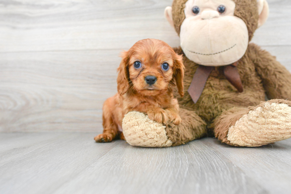 Hypoallergenic Cavalier King Charles Spaniel Purebred Pup