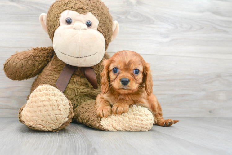 Sweet Cavalier King Charles Spaniel Purebred Puppy