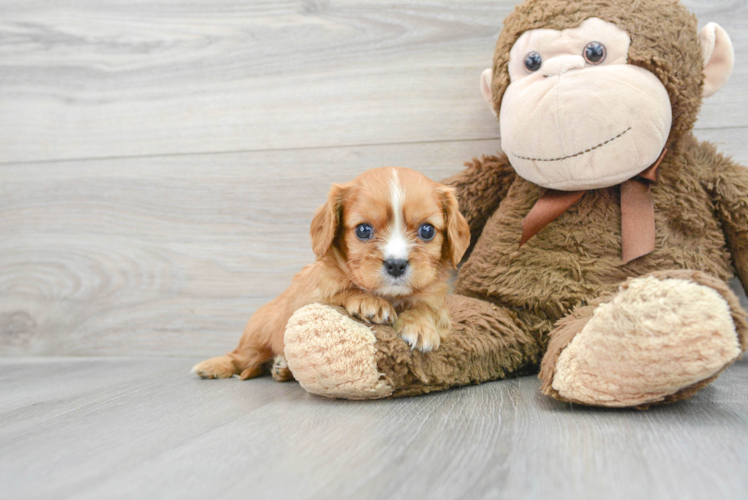 Small Cavalier King Charles Spaniel Purebred Pup