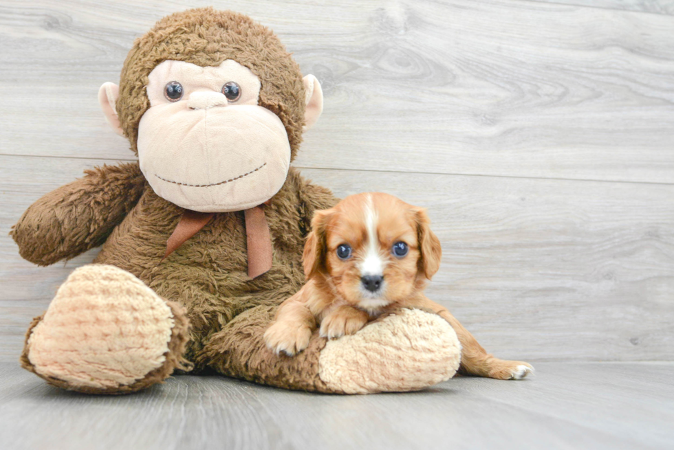 Popular Cavalier King Charles Spaniel Baby