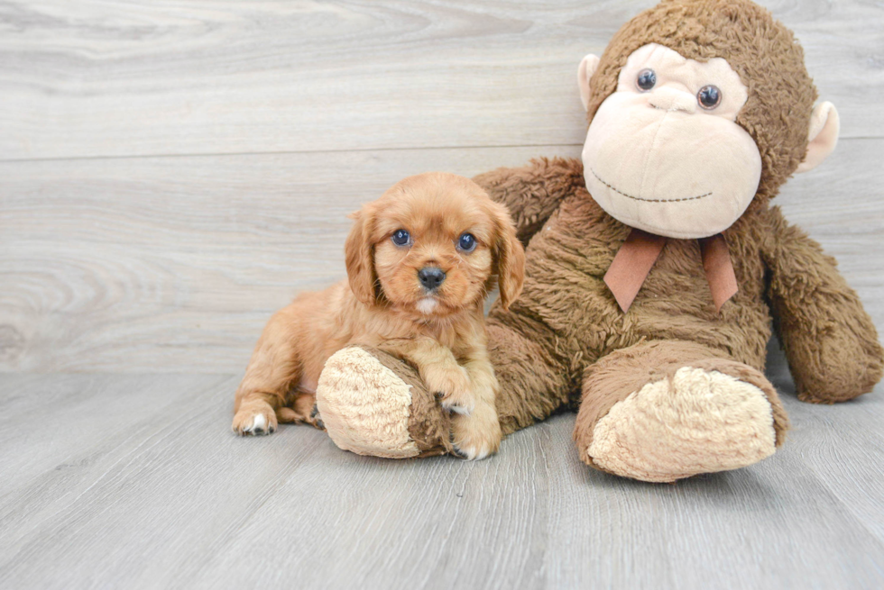 Petite Cavalier King Charles Spaniel Purebred Puppy