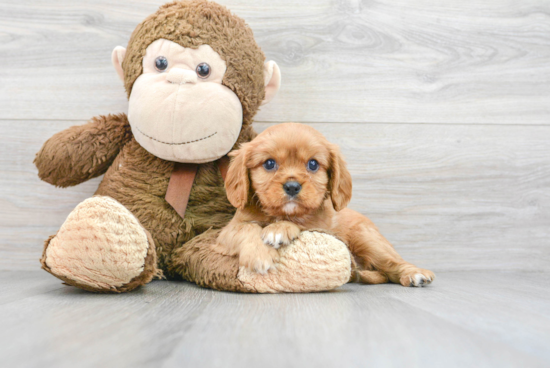 Popular Cavalier King Charles Spaniel Purebred Pup