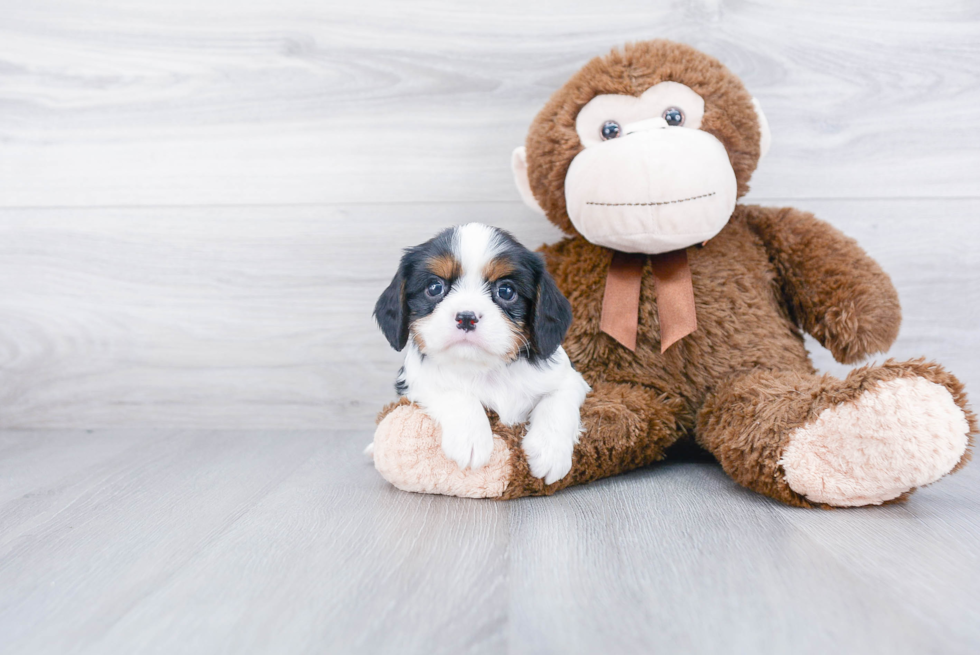 Playful Cavalier King Charles Spaniel Purebred Pup