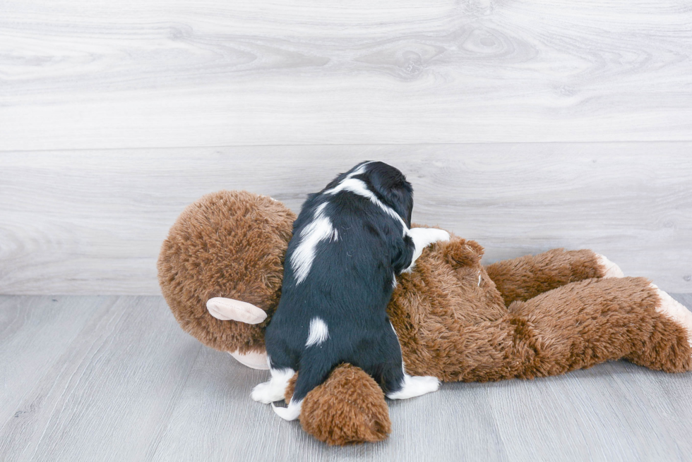 Adorable Cavalier King Charles Spaniel Purebred Puppy