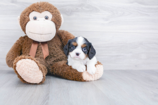 Cavalier King Charles Spaniel Puppy for Adoption