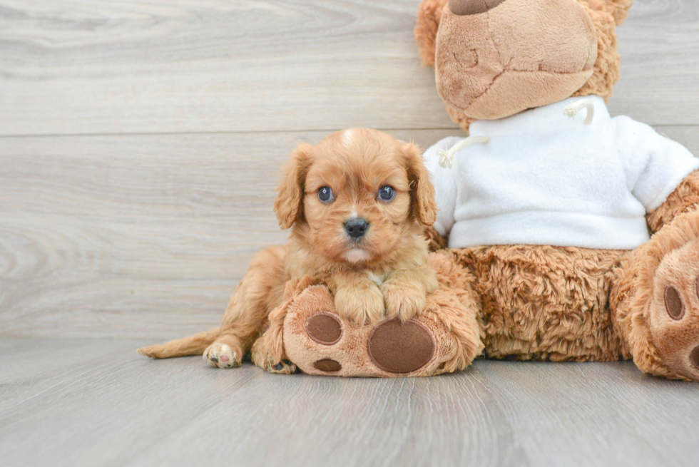 Cavalier King Charles Spaniel Puppy for Adoption