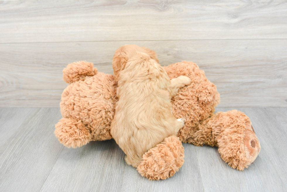 Best Cavalier King Charles Spaniel Baby