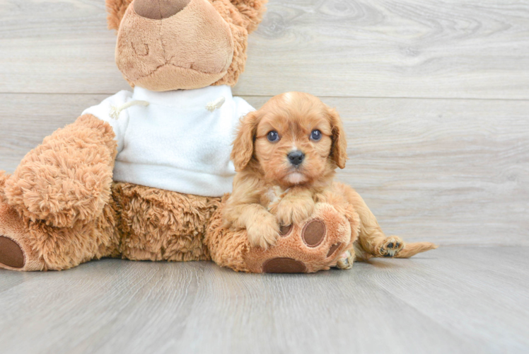 Small Cavalier King Charles Spaniel Purebred Pup