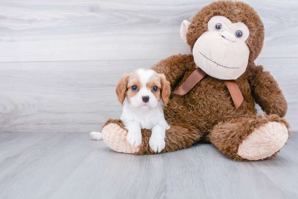 Cavalier King Charles Spaniel Puppy for Adoption