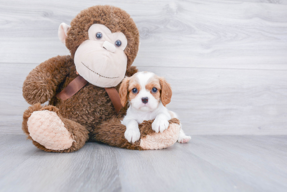 Cavalier King Charles Spaniel Puppy for Adoption