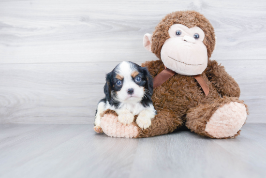 Best Cavalier King Charles Spaniel Baby