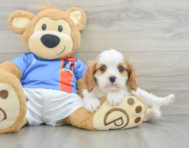 8 week old Cavalier King Charles Spaniel Puppy For Sale - Premier Pups