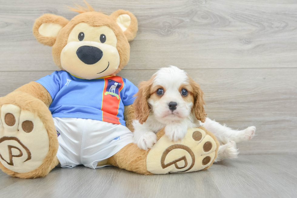 Cavalier King Charles Spaniel Puppy for Adoption