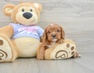 6 week old Cavalier King Charles Spaniel Puppy For Sale - Premier Pups