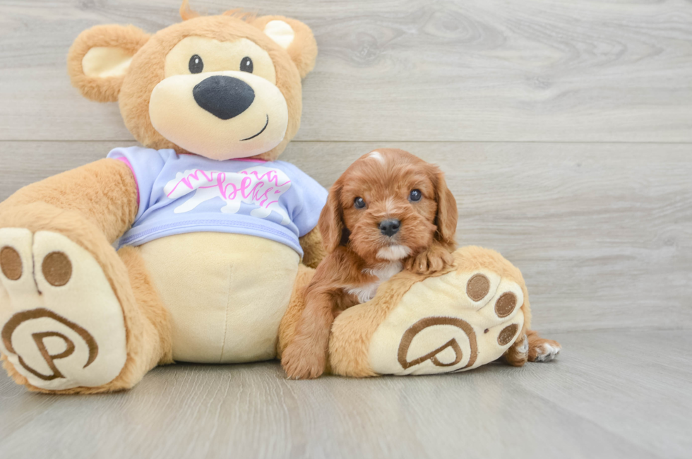 5 week old Cavalier King Charles Spaniel Puppy For Sale - Premier Pups