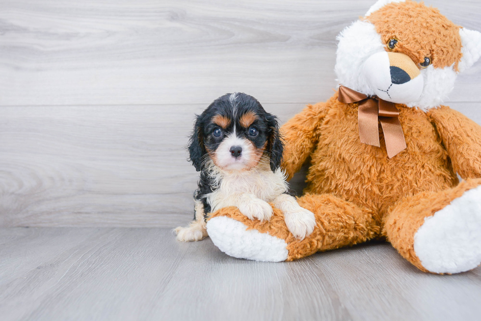 Playful Cavalier King Charles Spaniel Purebred Pup