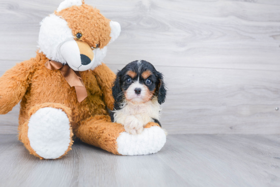 Energetic Cavalier King Charles Spaniel Purebred Puppy