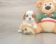 5 week old Cavalier King Charles Spaniel Puppy For Sale - Premier Pups
