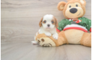 Cavalier King Charles Spaniel Puppy for Adoption