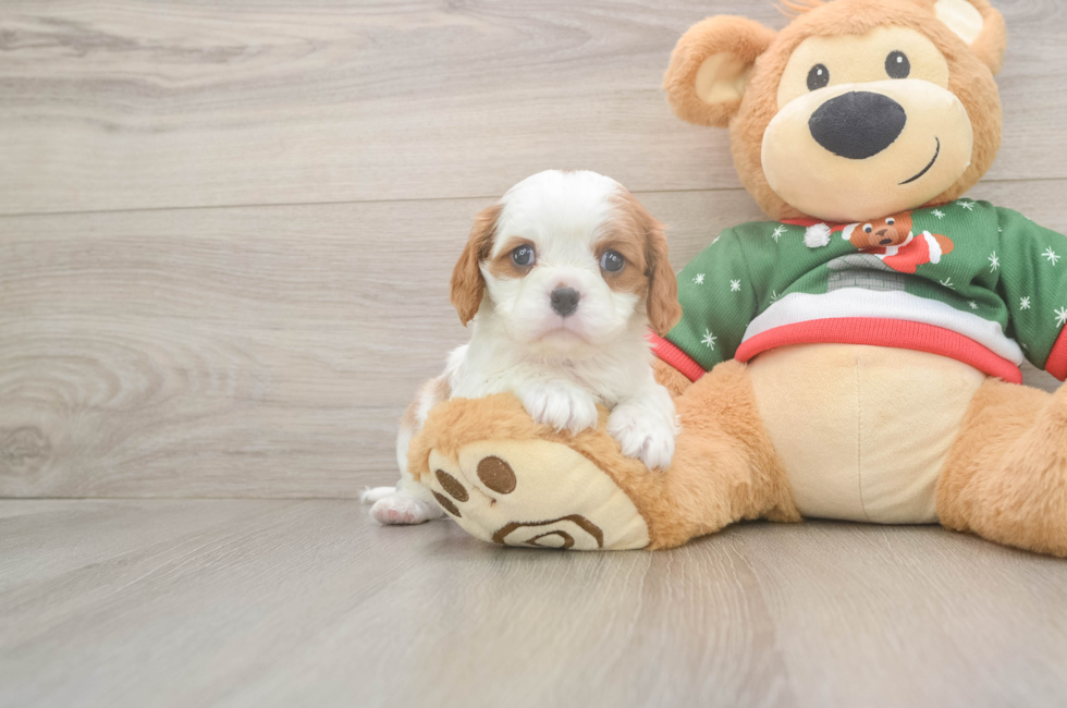 5 week old Cavalier King Charles Spaniel Puppy For Sale - Premier Pups