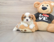 5 week old Cavalier King Charles Spaniel Puppy For Sale - Premier Pups