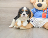 5 week old Cavalier King Charles Spaniel Puppy For Sale - Premier Pups