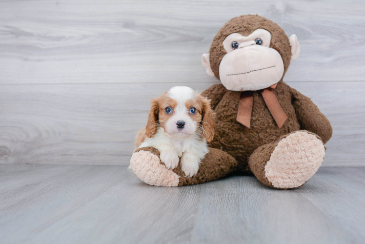 Adorable Cavalier King Charles Spaniel Purebred Puppy