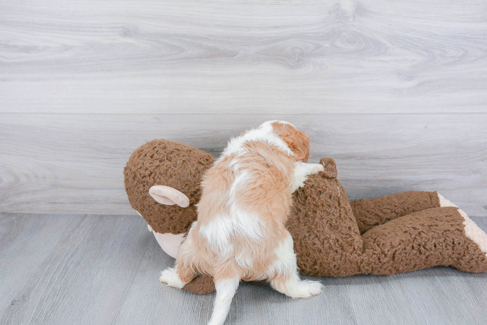 Cavalier King Charles Spaniel Pup Being Cute