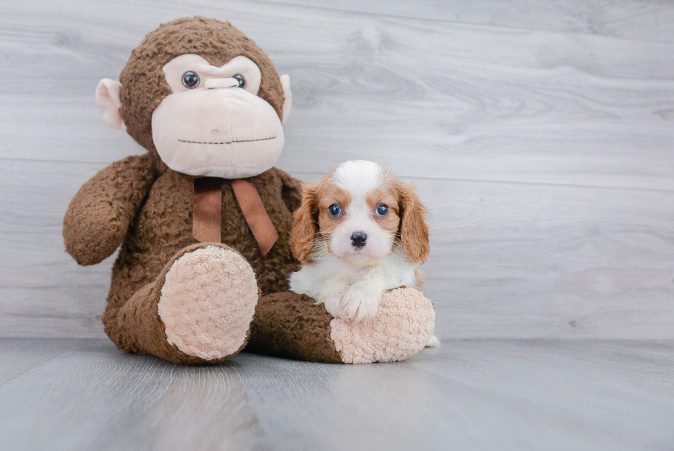 Popular Cavalier King Charles Spaniel Purebred Pup