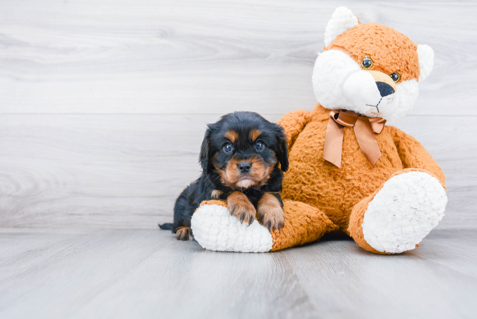 Sweet Cavalier King Charles Spaniel Purebred Puppy