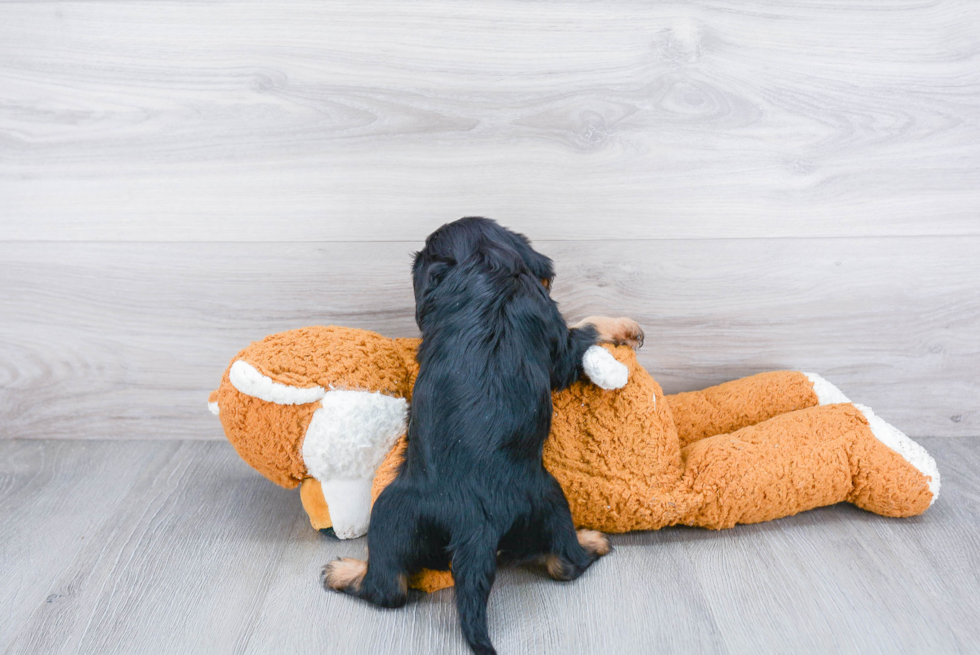 Popular Cavalier King Charles Spaniel Baby