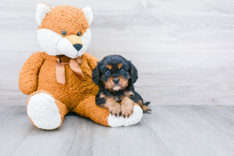 Cavalier King Charles Spaniel Pup Being Cute