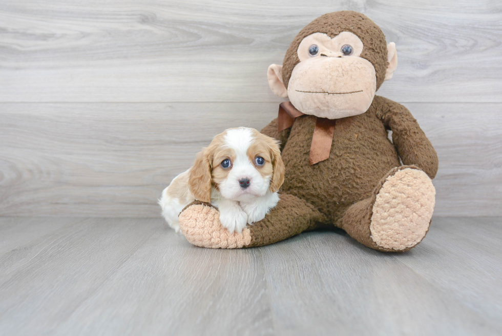 Cavalier King Charles Spaniel Puppy for Adoption