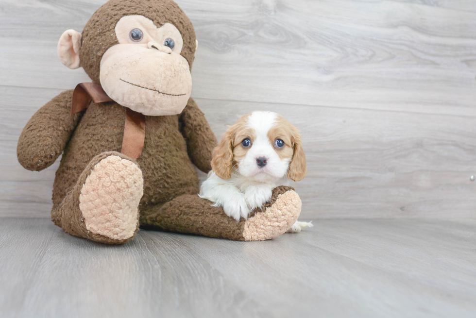 Smart Cavalier King Charles Spaniel Purebred Puppy