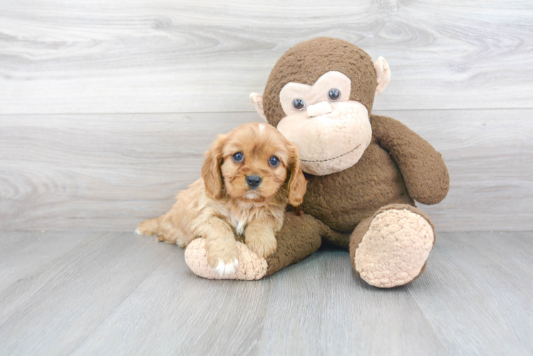 Fluffy Cavalier King Charles Spaniel Purebred Puppy