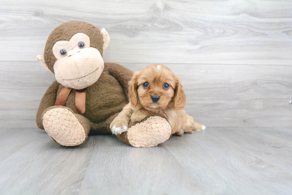 Best Cavalier King Charles Spaniel Baby