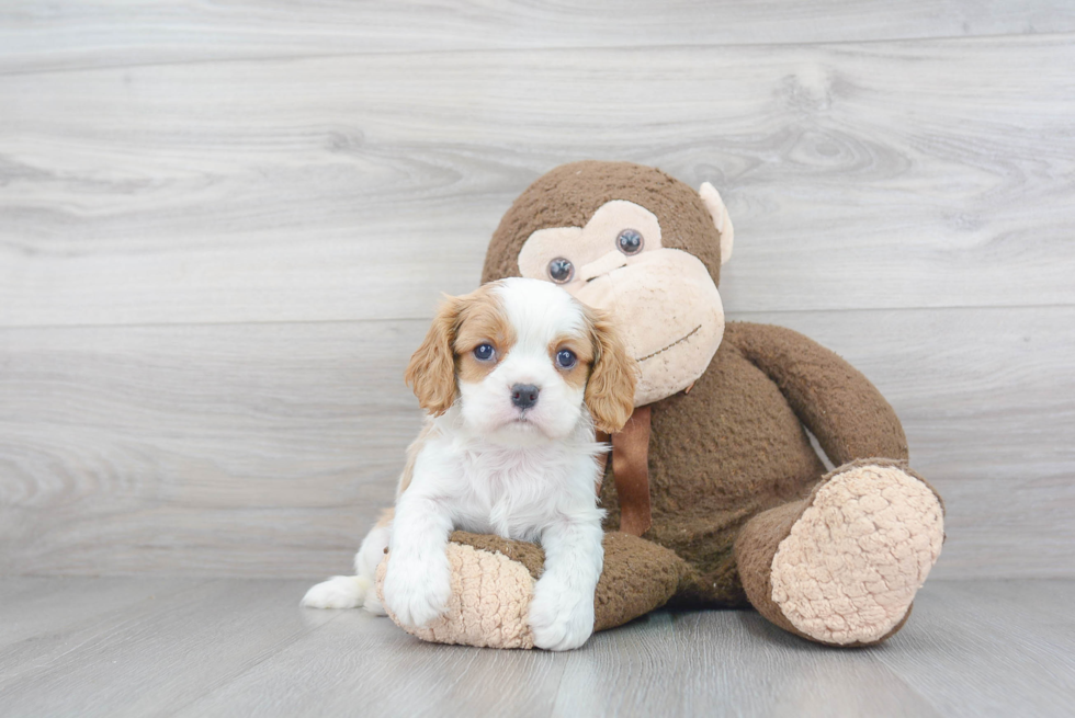 Best Cavalier King Charles Spaniel Baby