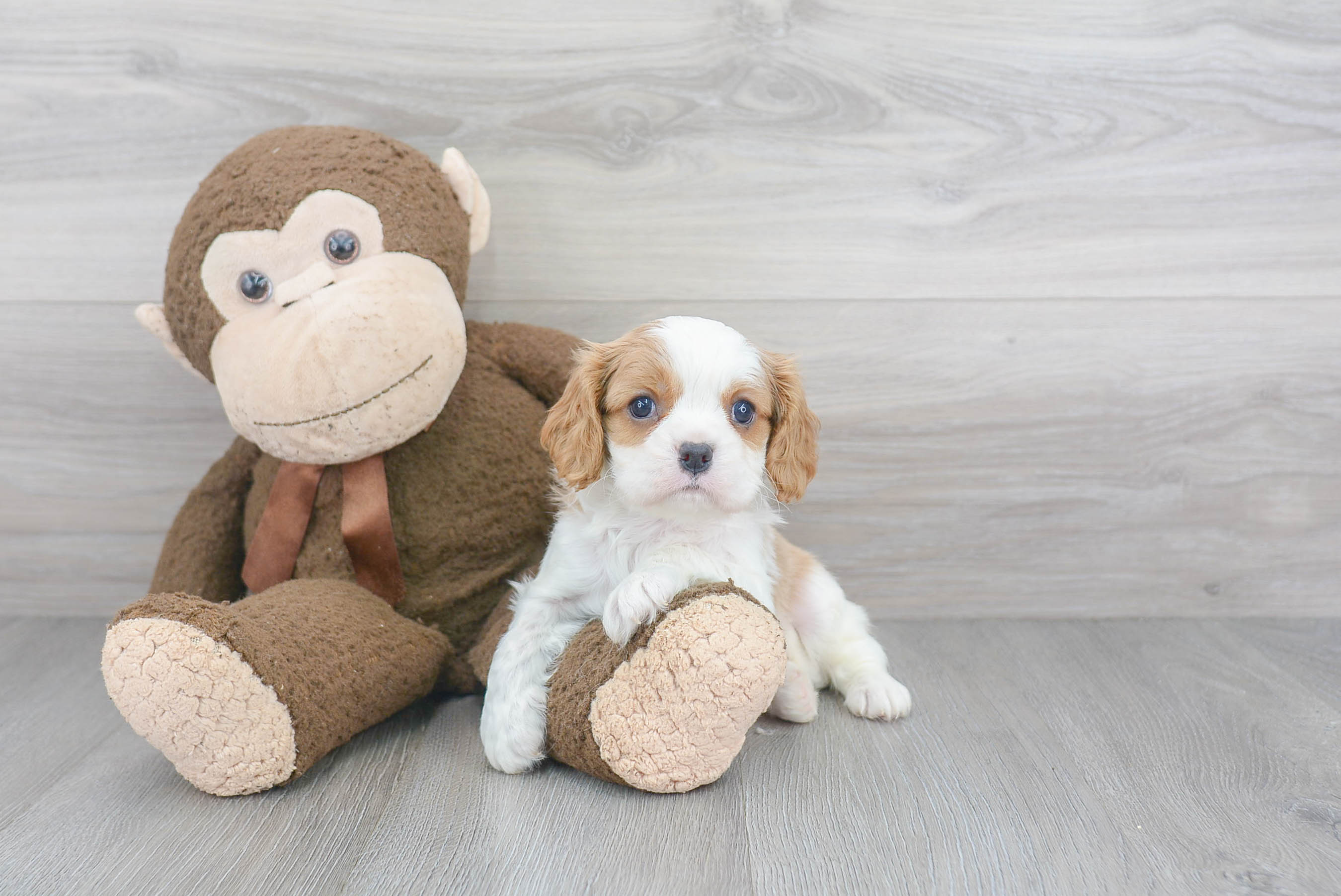 Smart Cavalier King Charles Spaniel Purebred Puppy