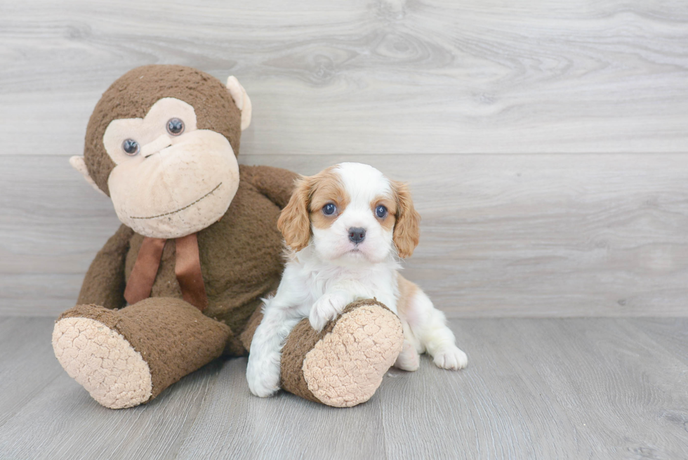 Smart Cavalier King Charles Spaniel Purebred Puppy