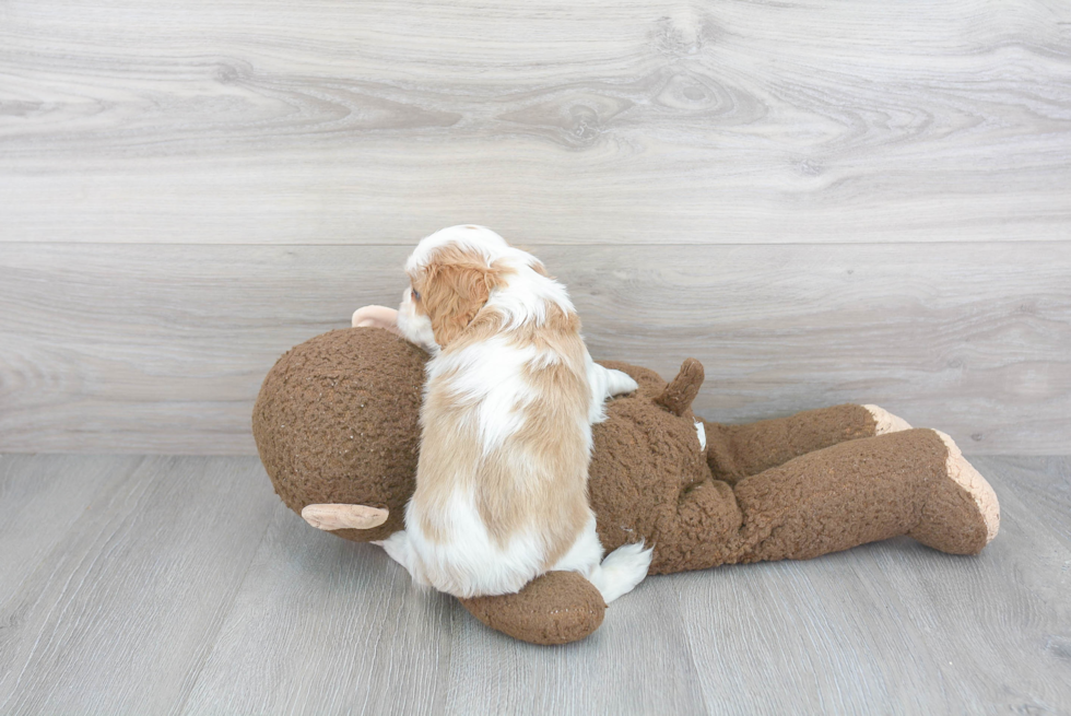 Playful Cavalier King Charles Spaniel Purebred Pup