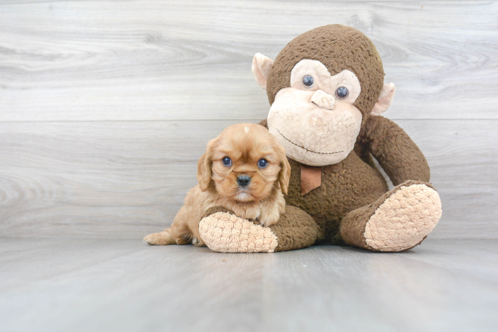 Cavalier King Charles Spaniel Puppy for Adoption